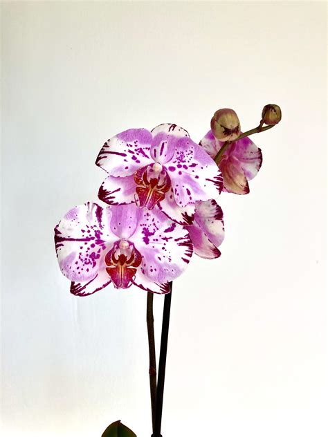 Phalaenopsis Magic Art as a Therapeutic Form of Art